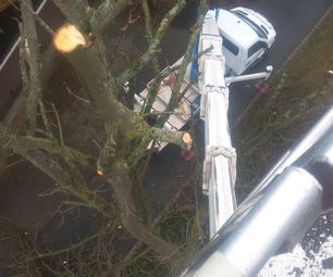 Baumpflege mit Einsatz von Hubsteiger